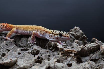 Male Tangerine Cipher (solid black eyes)