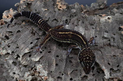 Male 75% Black Night 25% Afghanicus (A-Tier) (small for age) - FREE SHIPPING