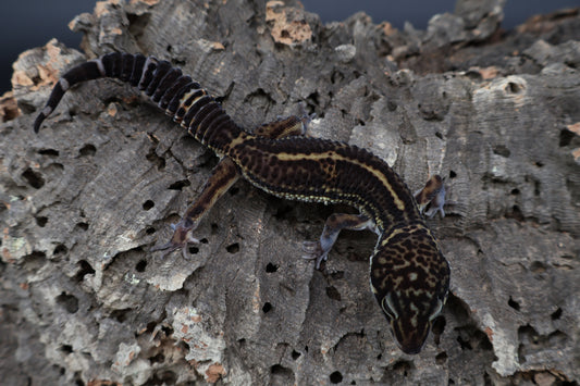 Male 75% Black Night 25% Afghanicus (A-Tier) (a bit small for age))