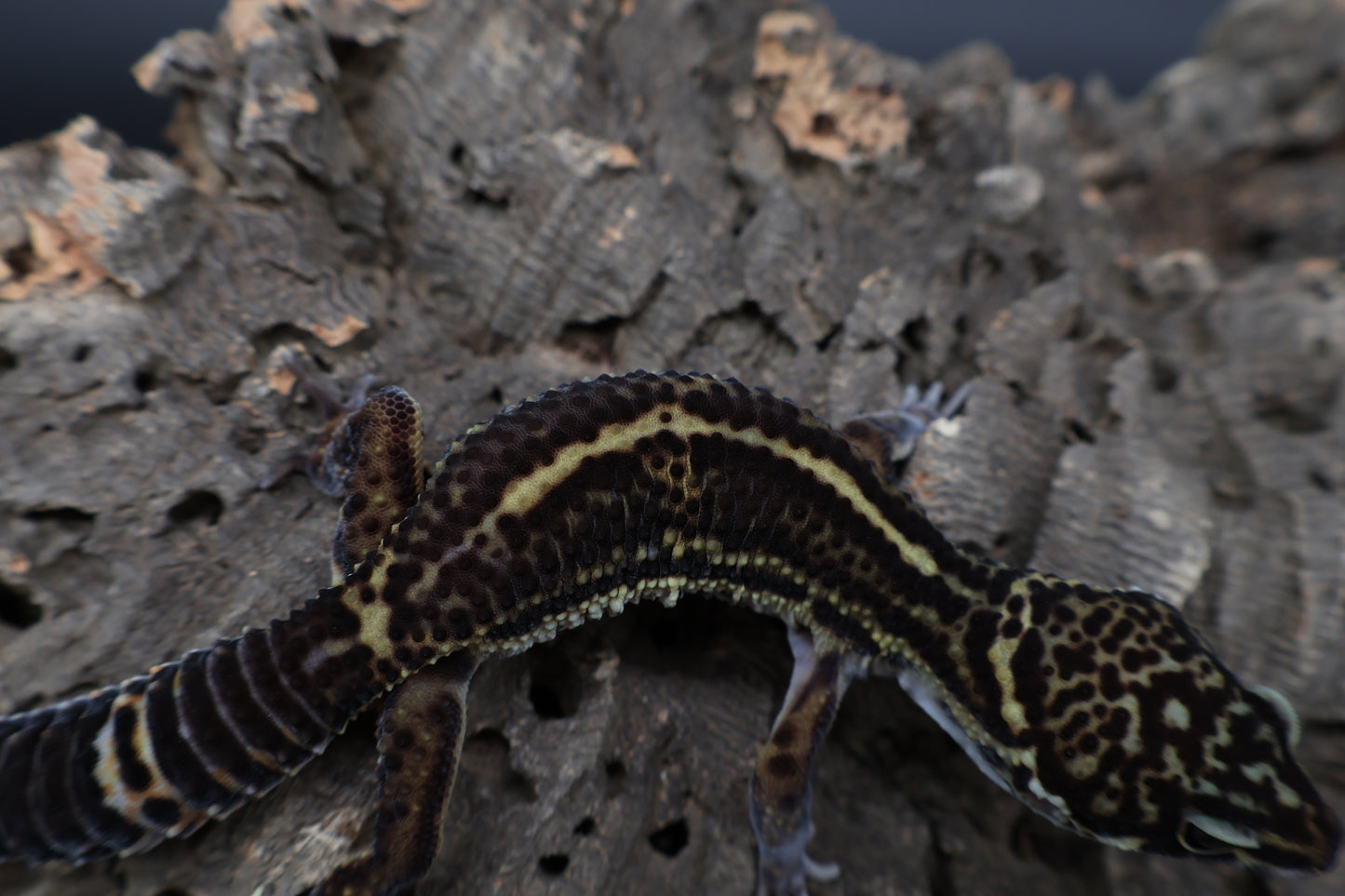 Male 75% Black Night 25% Afghanicus (A-Tier) (small for age) - FREE SHIPPING