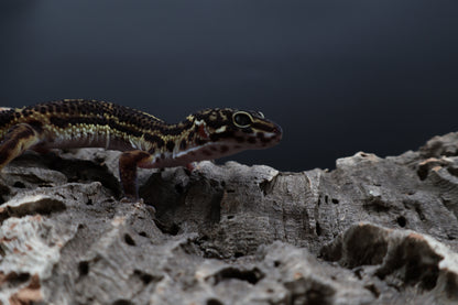 Male 75% Black Night 25% Afghanicus (A-Tier) (small for age) - FREE SHIPPING