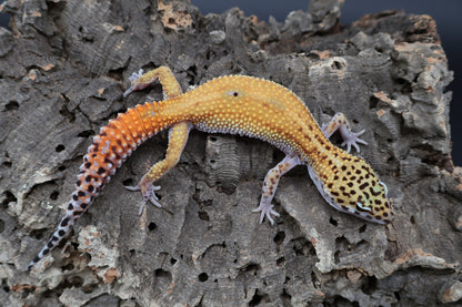Female Tangerine Cipher (solid black eyes)