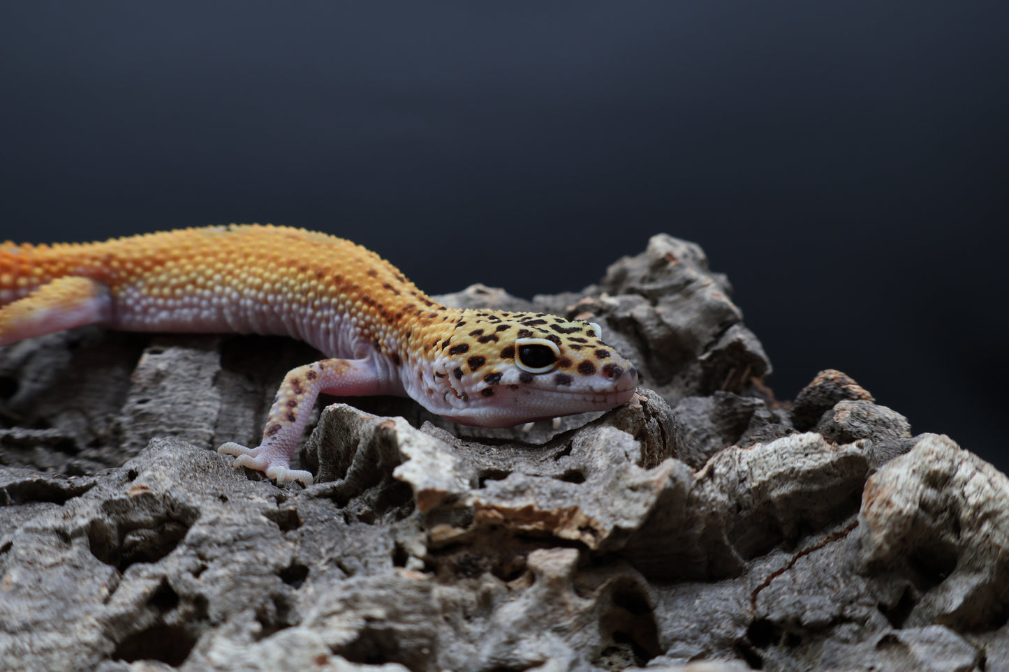 Female Tangerine Cipher (solid black eyes)