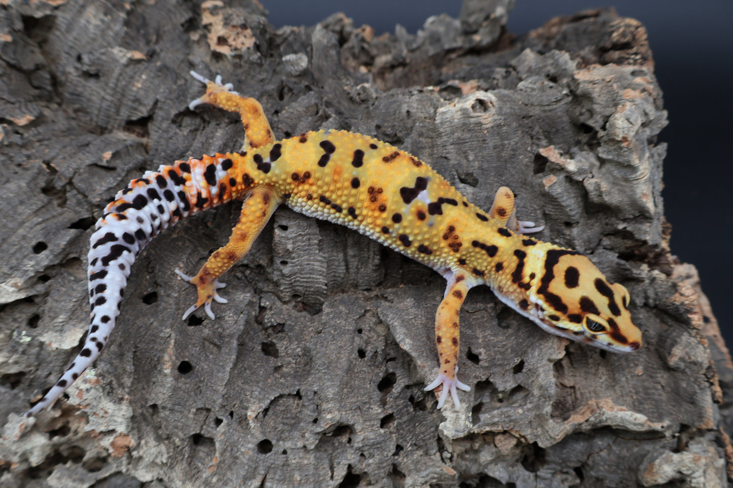 Male Mandarin Tangerine Bold Emerine Jungle