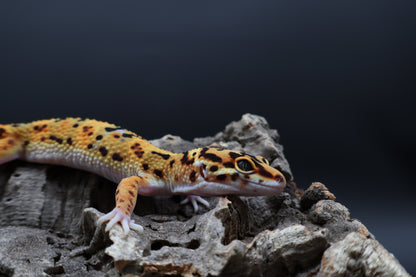 Male Mandarin Tangerine Bold Emerine Jungle