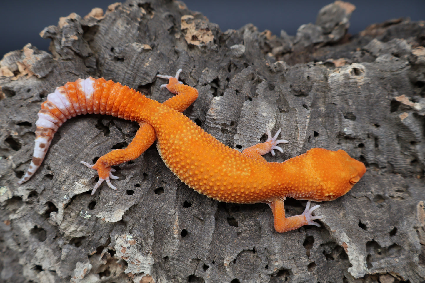 Female Mandarin Inferno Tremper Albino