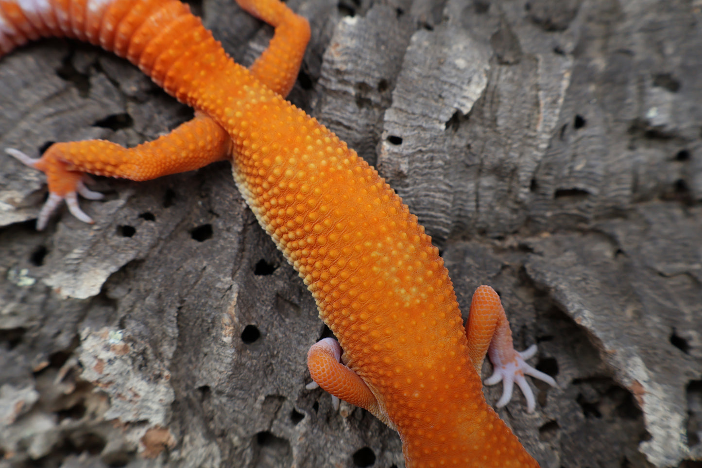 Female Mandarin Inferno Tremper Albino