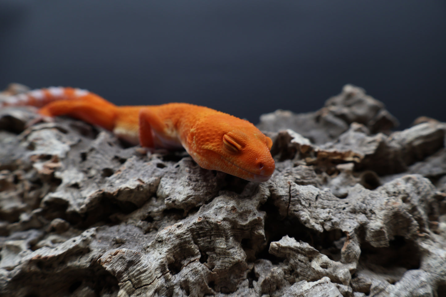 Female Mandarin Inferno Tremper Albino