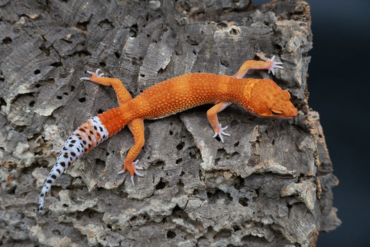 Female Mandarin Inferno 100% het Tremper Albino (from fire project)