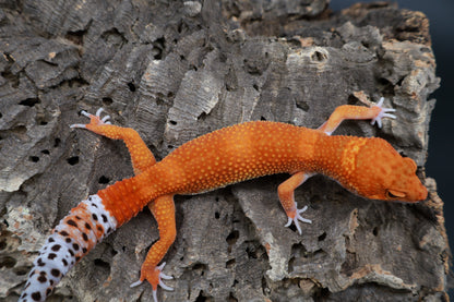 Female Mandarin Inferno 100% het Tremper Albino (from fire project)
