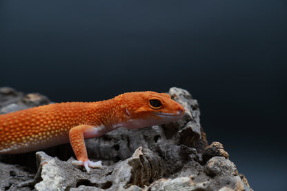 Female Mandarin Inferno 100% het Tremper Albino (from fire project)