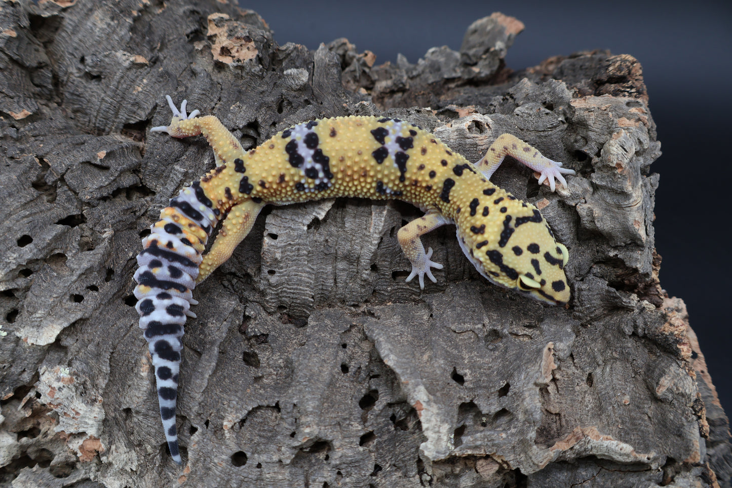 100% het Cipher (looking female)