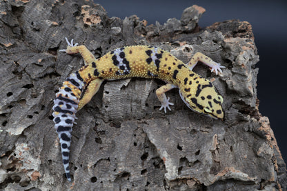 100% het Cipher (looking female)