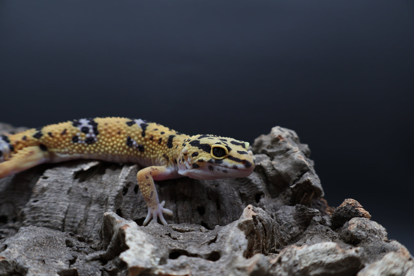 100% het Cipher (looking female)