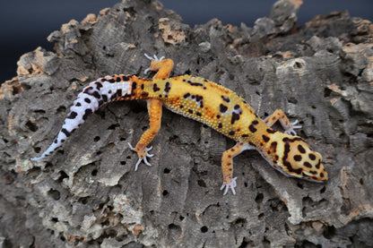 Male Mandarin Tangerine Bold