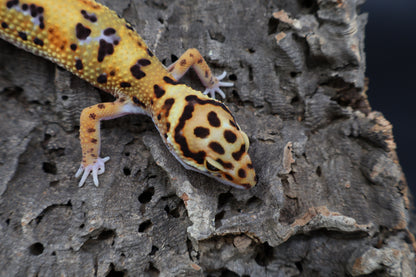 Male Mandarin Tangerine Bold