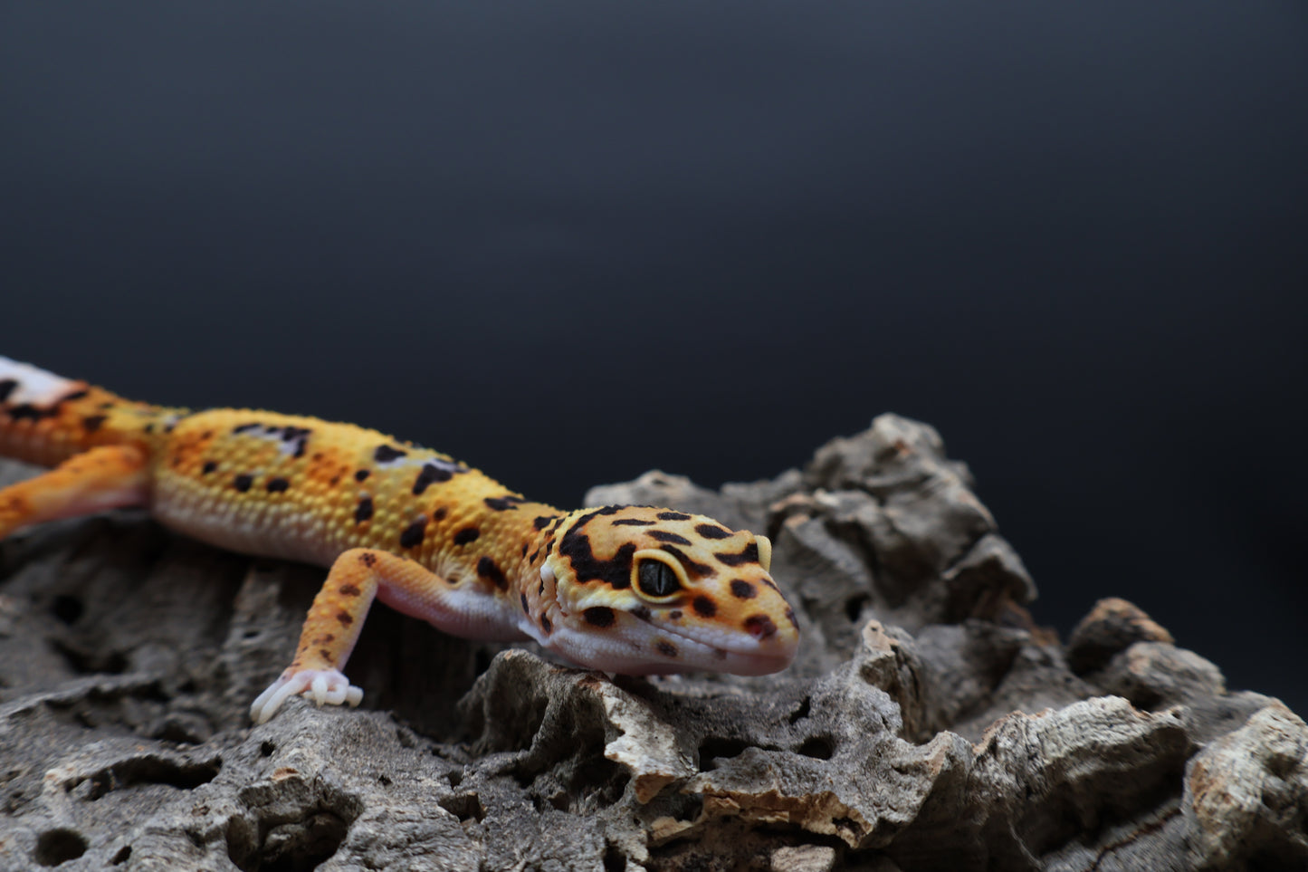 Male Mandarin Tangerine Bold