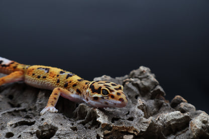 Male Mandarin Tangerine Bold