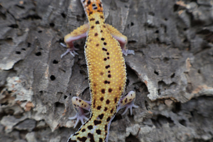 Male Tangerine Cipher (solid black eyes)