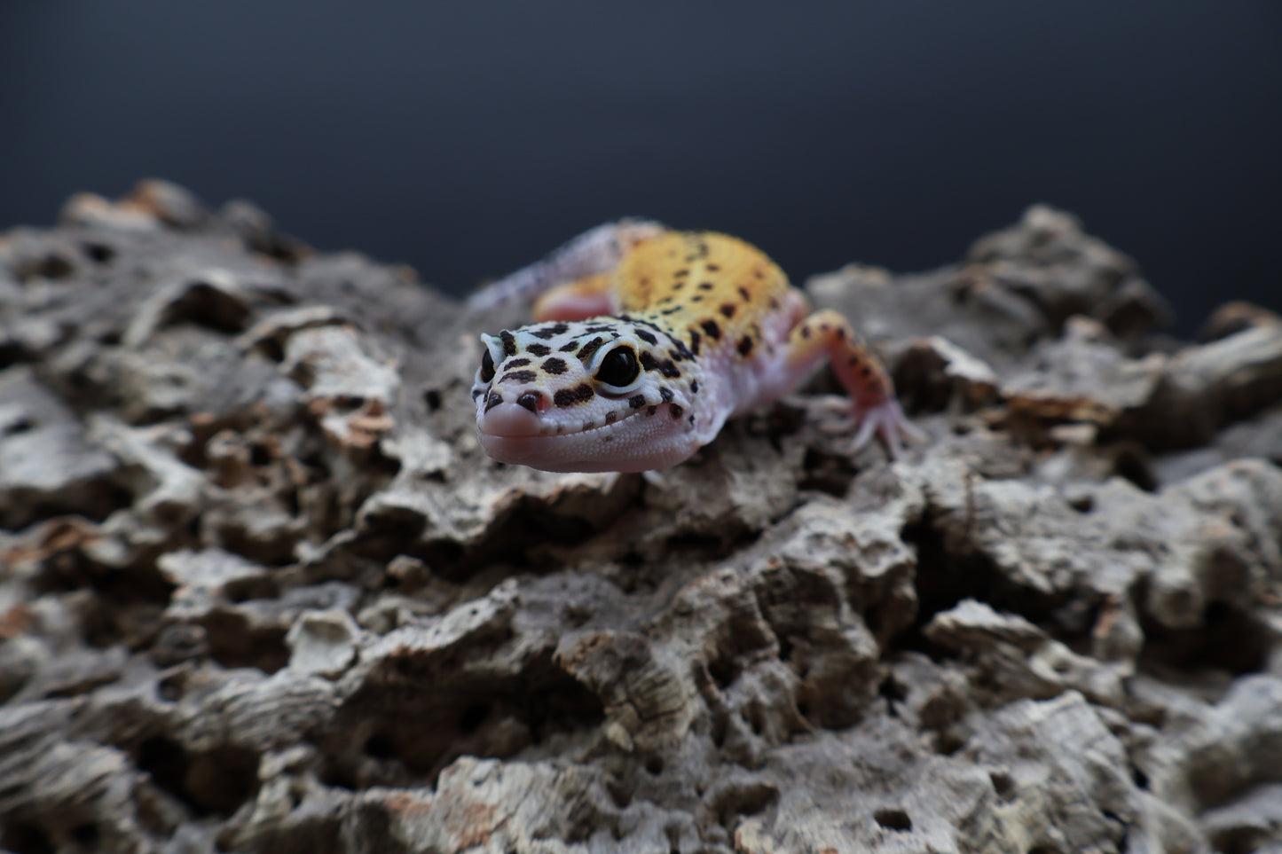 Male Tangerine Cipher (solid black eyes)