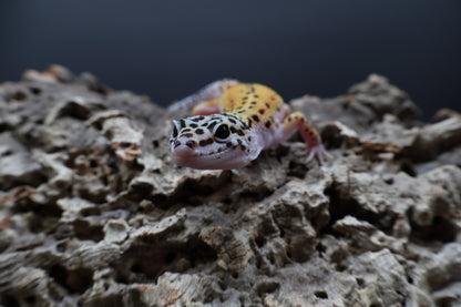 Male Tangerine Cipher (solid black eyes)