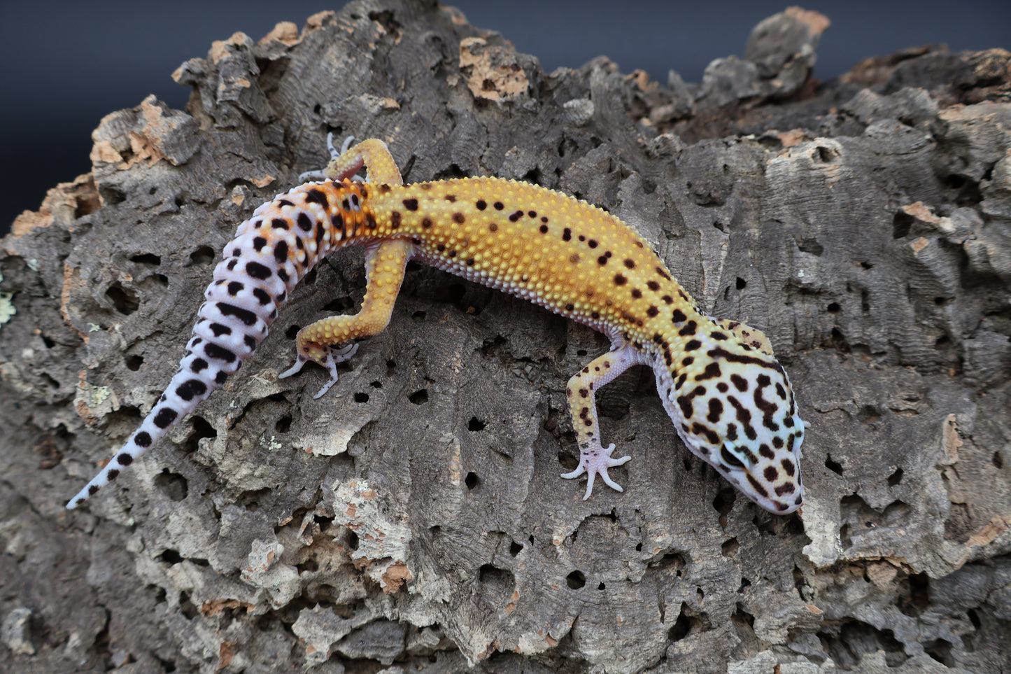 Male Tangerine Cipher (solid black eyes)