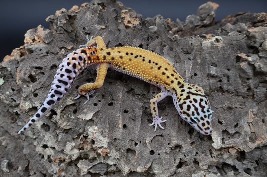 Male Tangerine Cipher (solid black eyes)