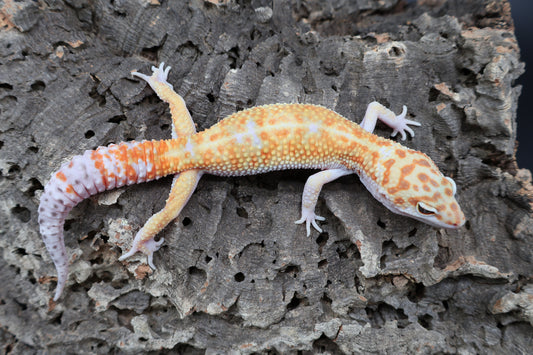 Male Tangerine White & Yellow 100% het RADAR