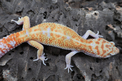 Male Tangerine White & Yellow 100% het RADAR