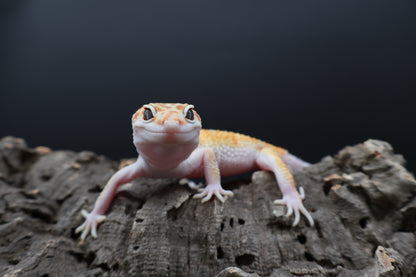 Male Tangerine White & Yellow 100% het RADAR