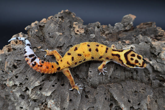 Male Tangerine Bold Halloween Mask Bandit Emerine
