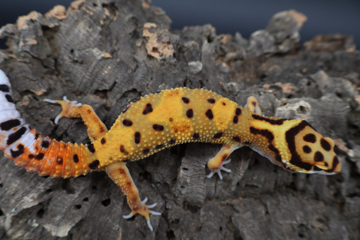 Male Tangerine Bold Halloween Mask Bandit Emerine