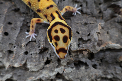 Male Tangerine Bold Halloween Mask Bandit Emerine