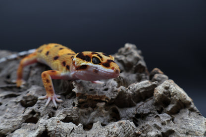 Male Tangerine Bold Halloween Mask Bandit Emerine