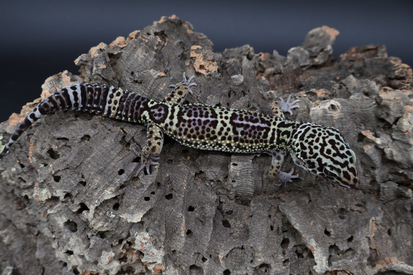 Male 75% Black Night 12.5% Afghanicus 12.5% Turcmenicus (B-Tier)