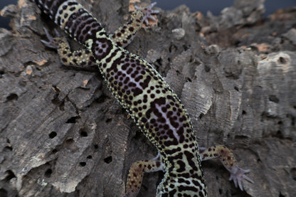 Male 75% Black Night 12.5% Afghanicus 12.5% Turcmenicus (B-Tier)