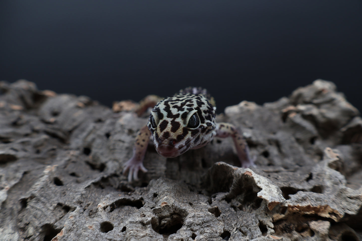 Male 75% Black Night 12.5% Afghanicus 12.5% Turcmenicus (B-Tier)