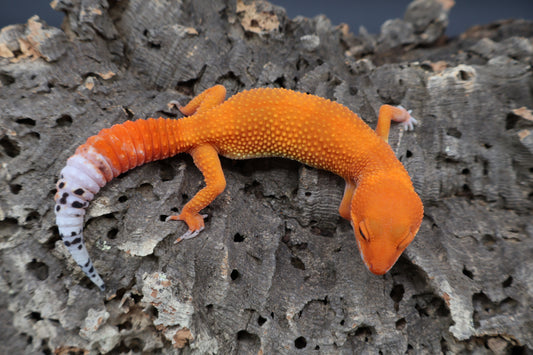 Female Mandarin Inferno Super Hypo