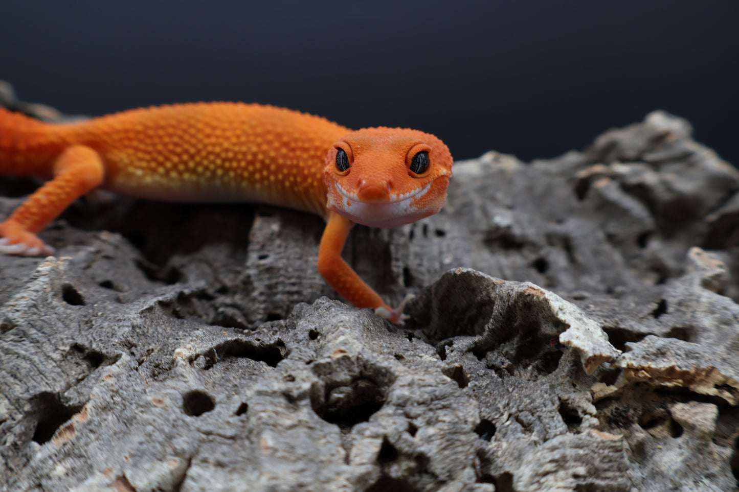 Female Mandarin Inferno Super Hypo