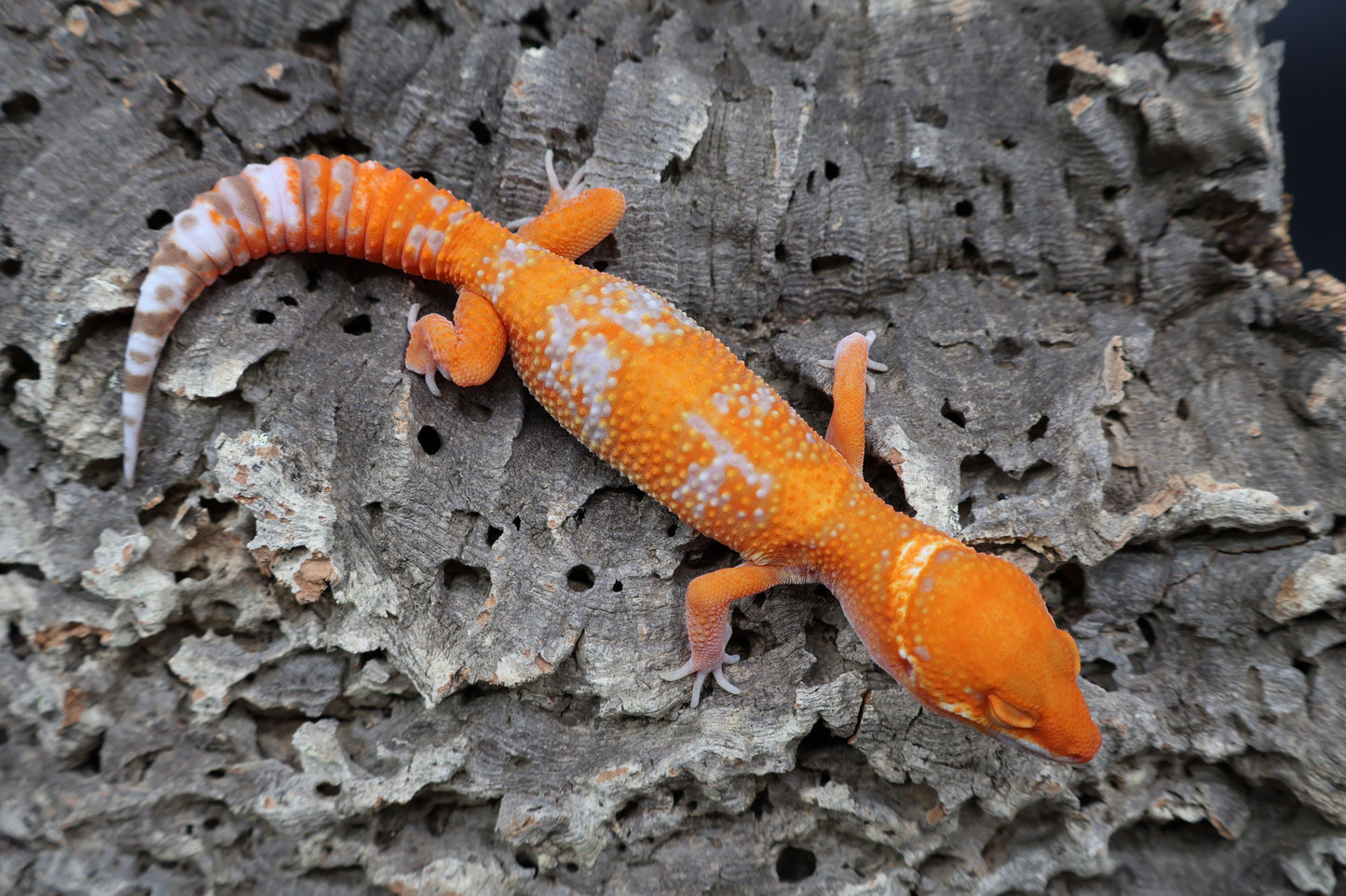 Female Mandarin Inferno White Lip Tremper Albino