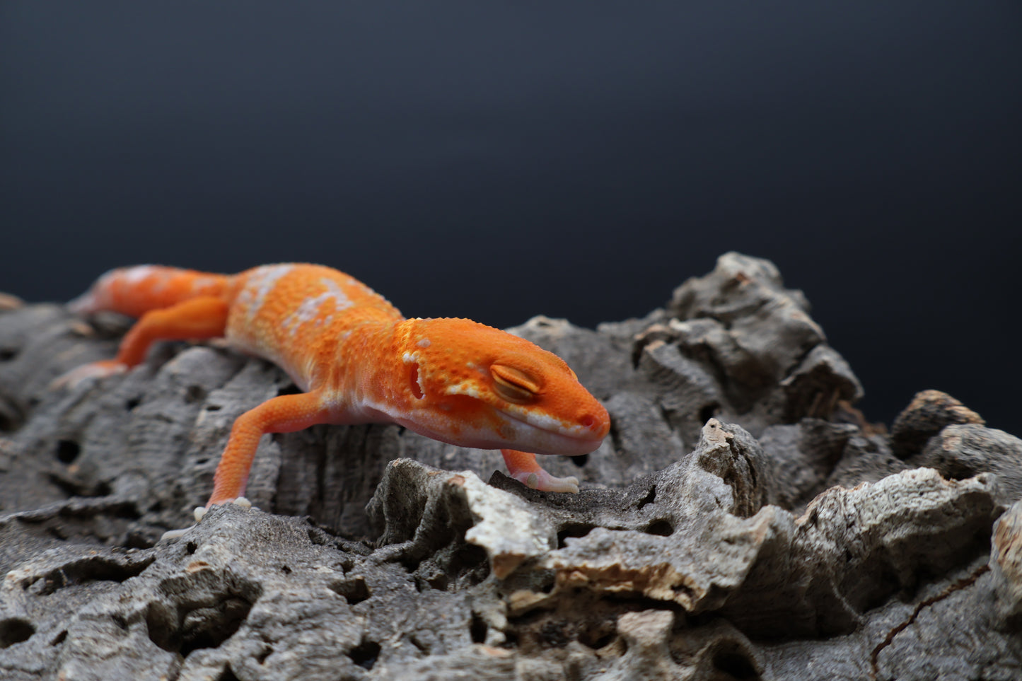 Female Mandarin Inferno White Lip Tremper Albino
