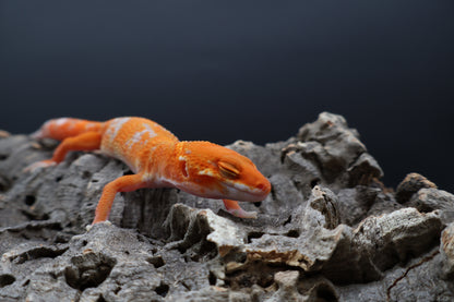 Female Mandarin Inferno White Lip Tremper Albino