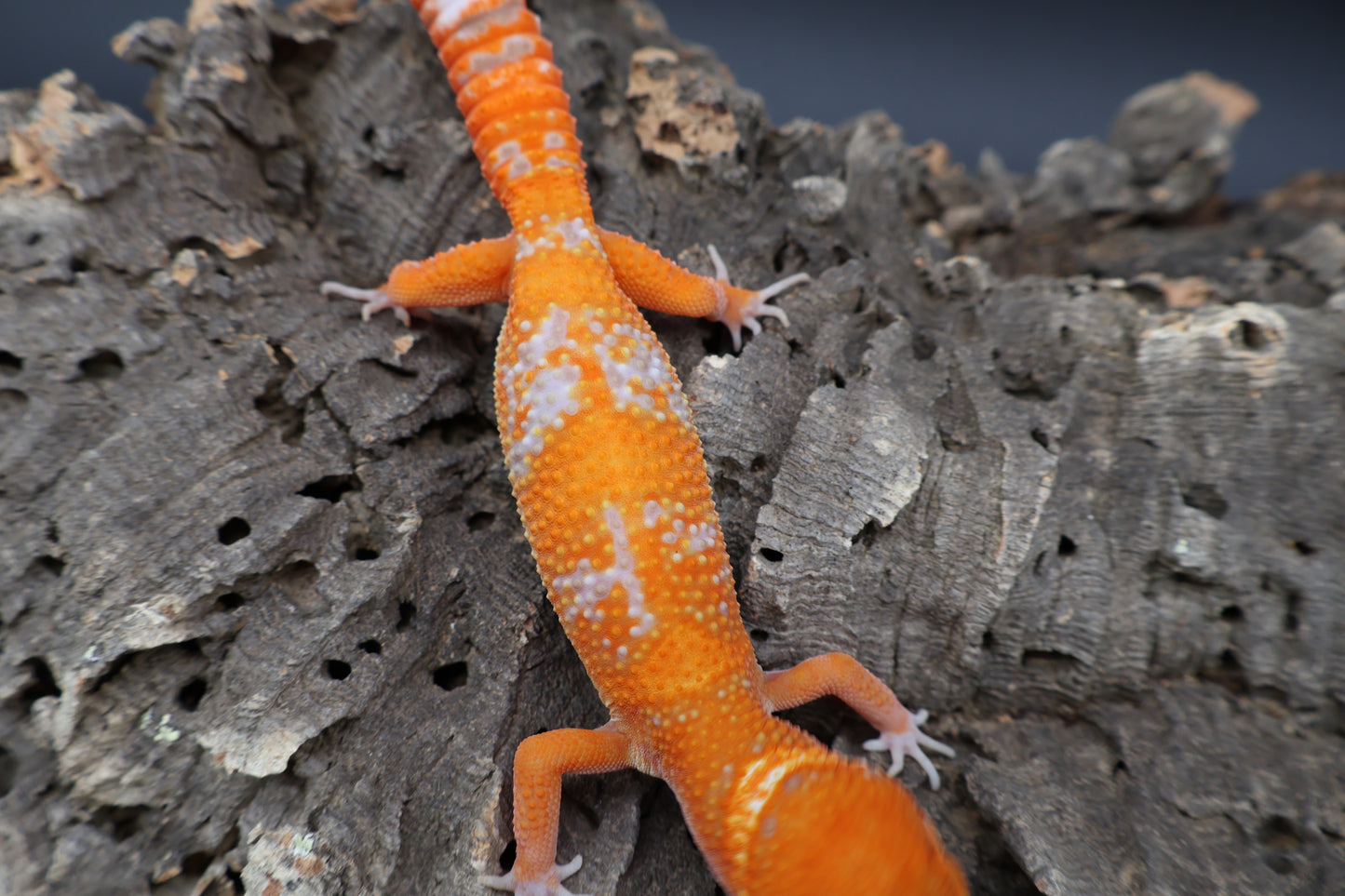 Female Mandarin Inferno White Lip Tremper Albino
