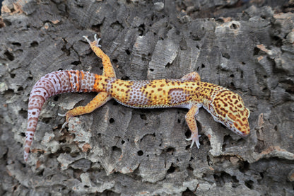 Male Tangerine Bell Albino Lavender pos. White & Yellow 100% het Eclipse