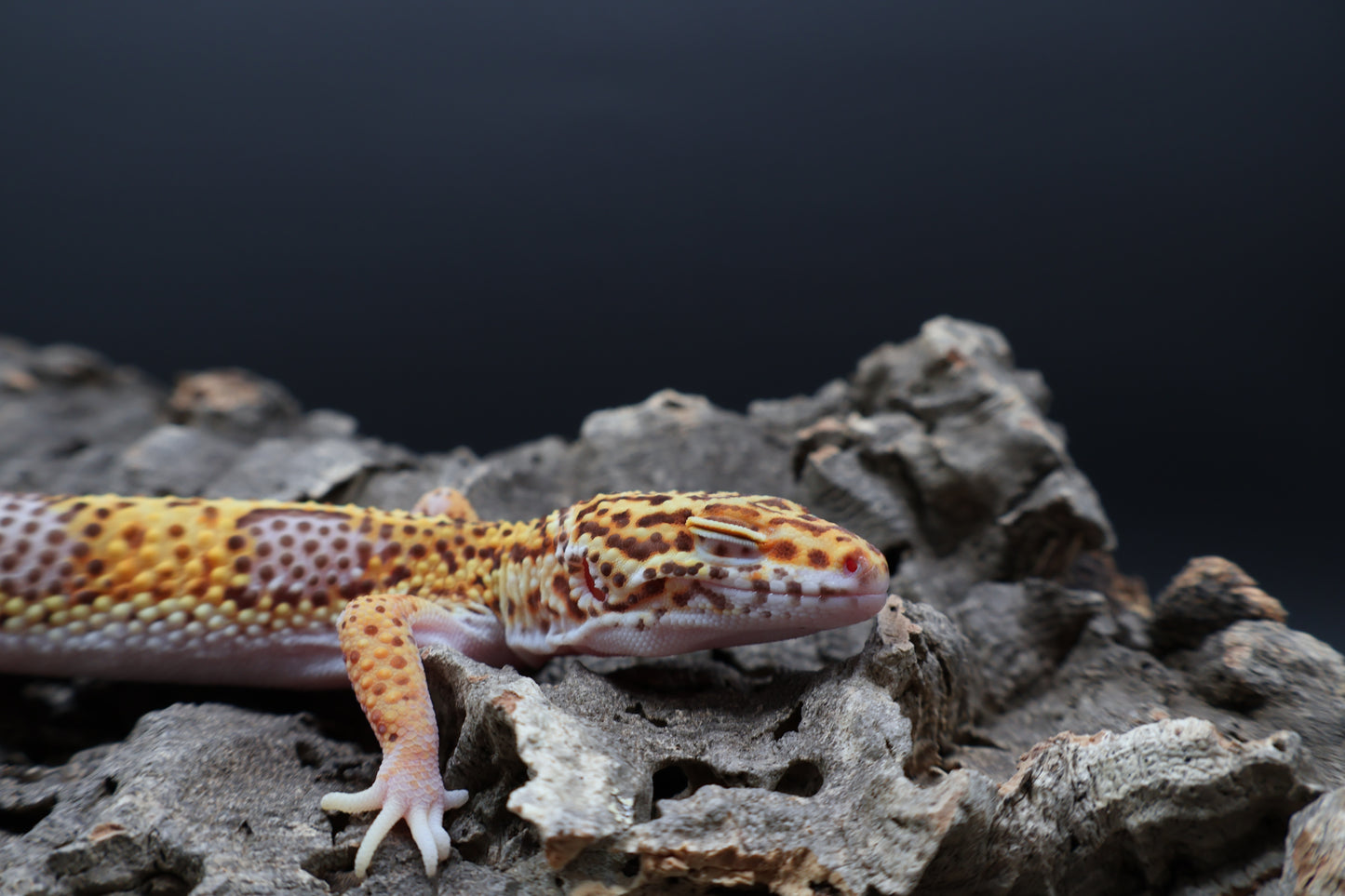 Male Tangerine Bell Albino Lavender pos. White & Yellow 100% het Eclipse