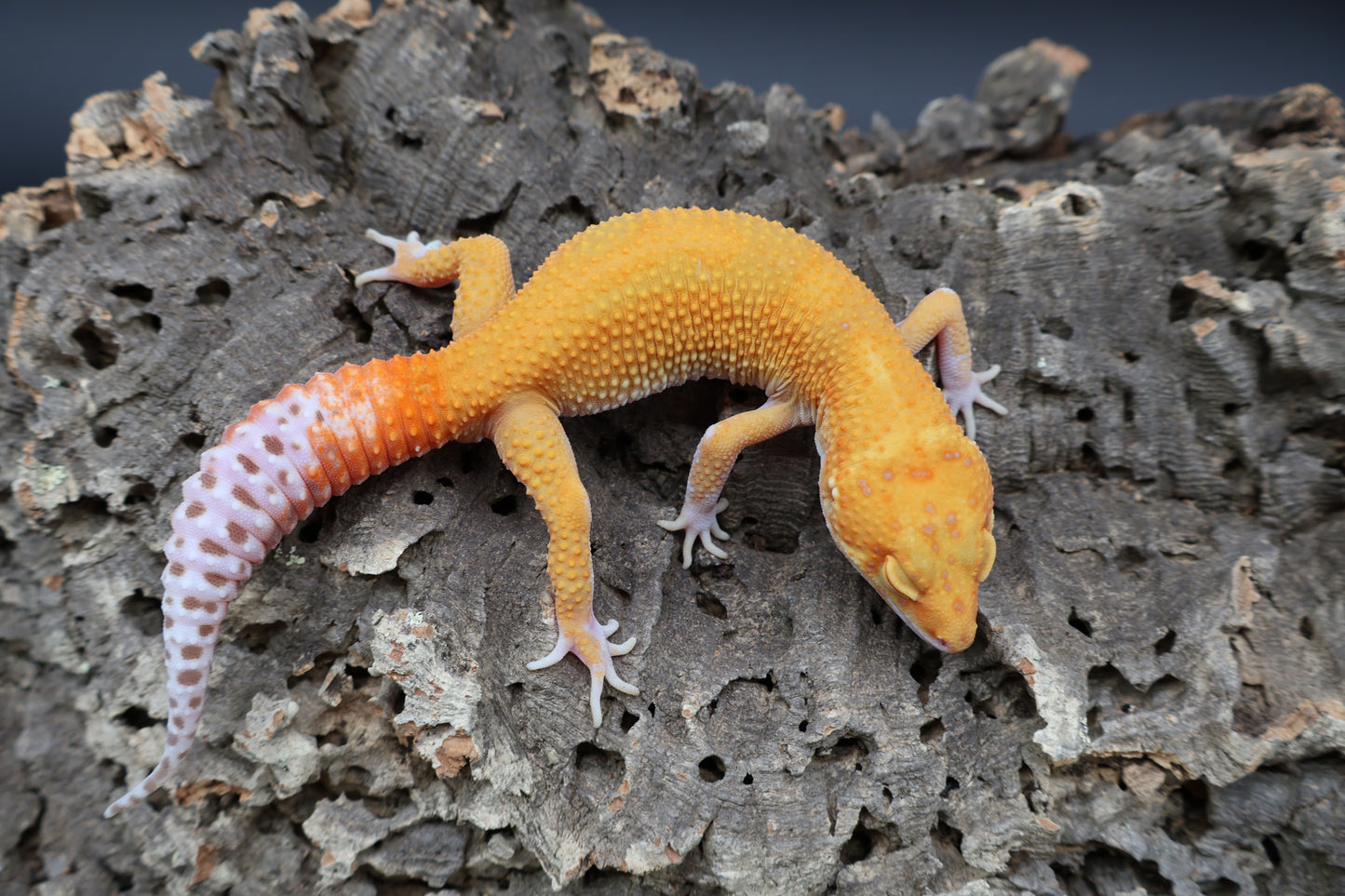 Male Mandarin Inferno RAPTOR (snake eyes)