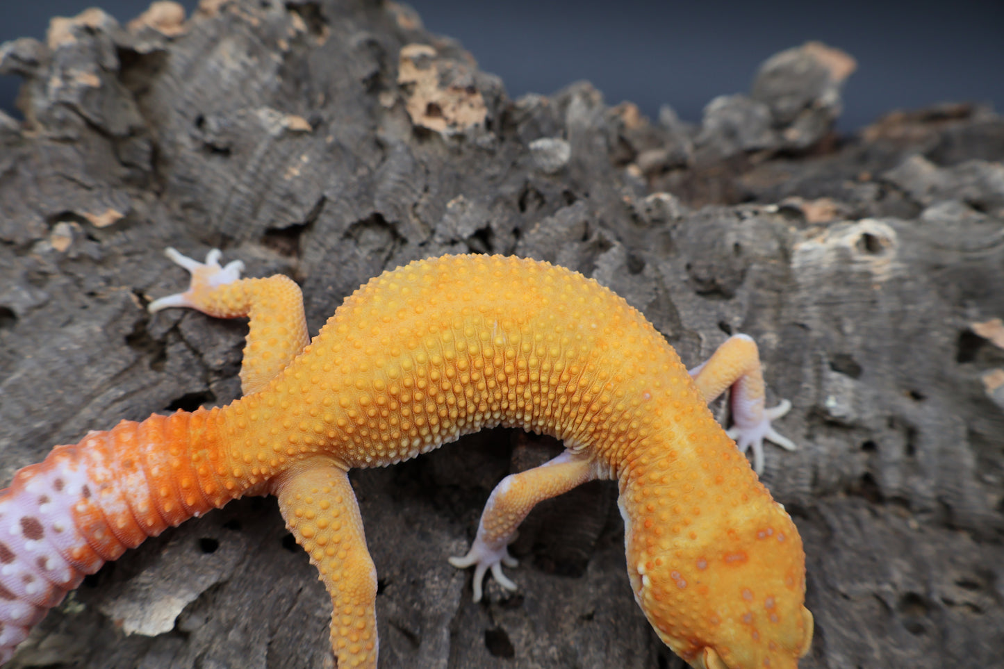 Male Mandarin Inferno RAPTOR (snake eyes)