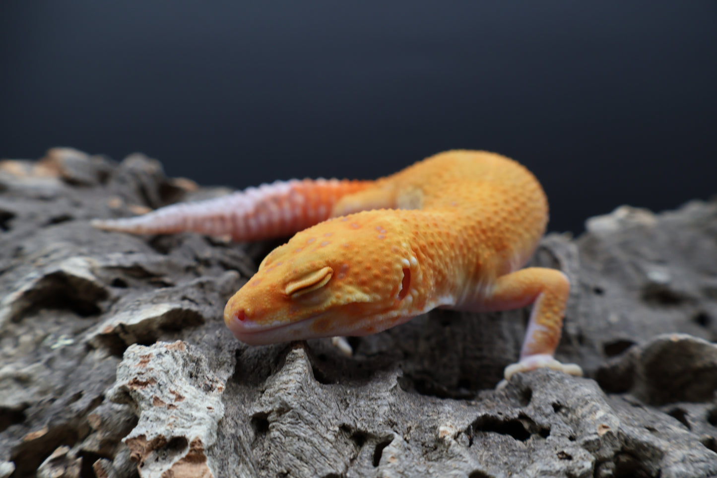 Male Mandarin Inferno RAPTOR (snake eyes)