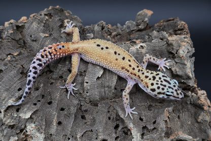 Male Cipher (solid black eyes)