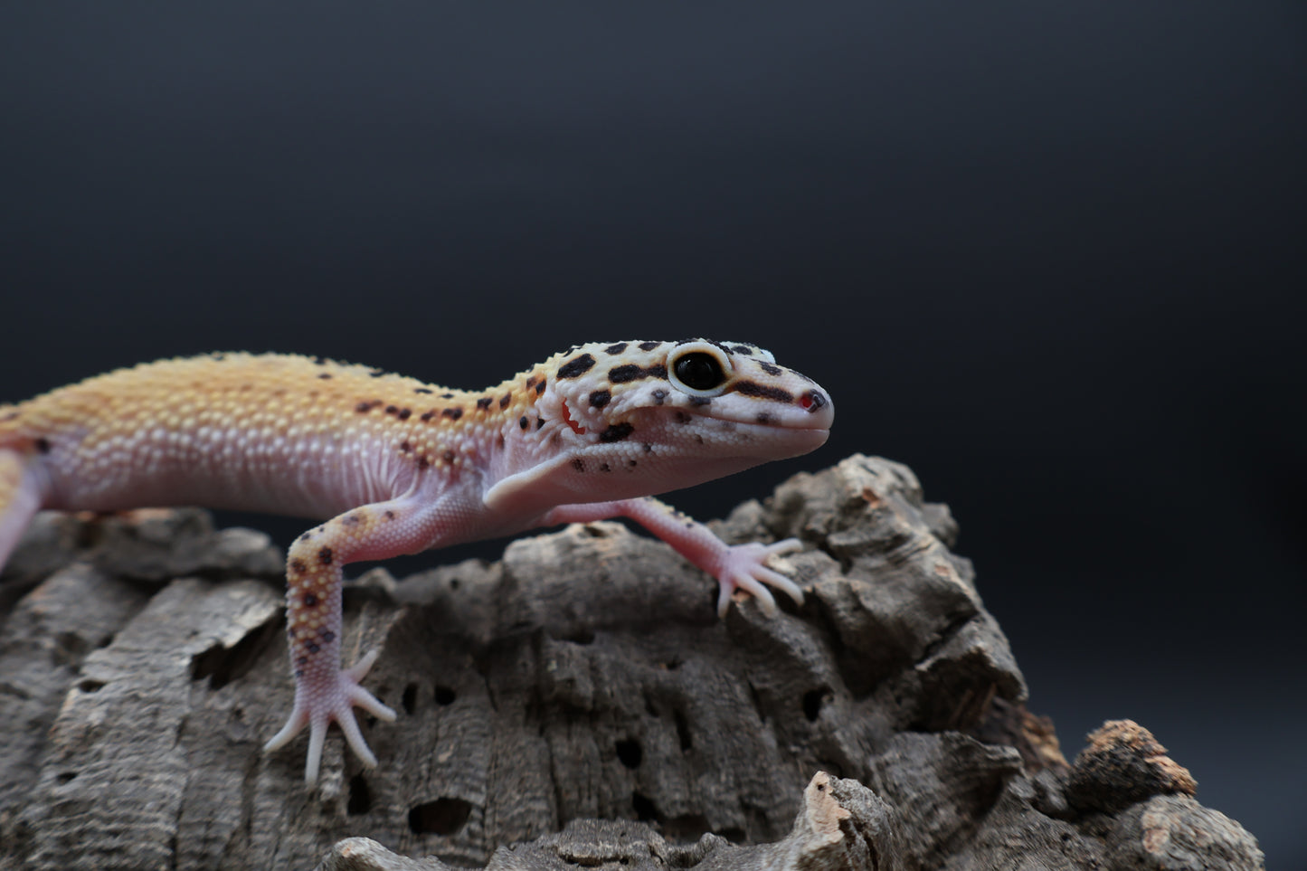 Male Cipher (solid black eyes)